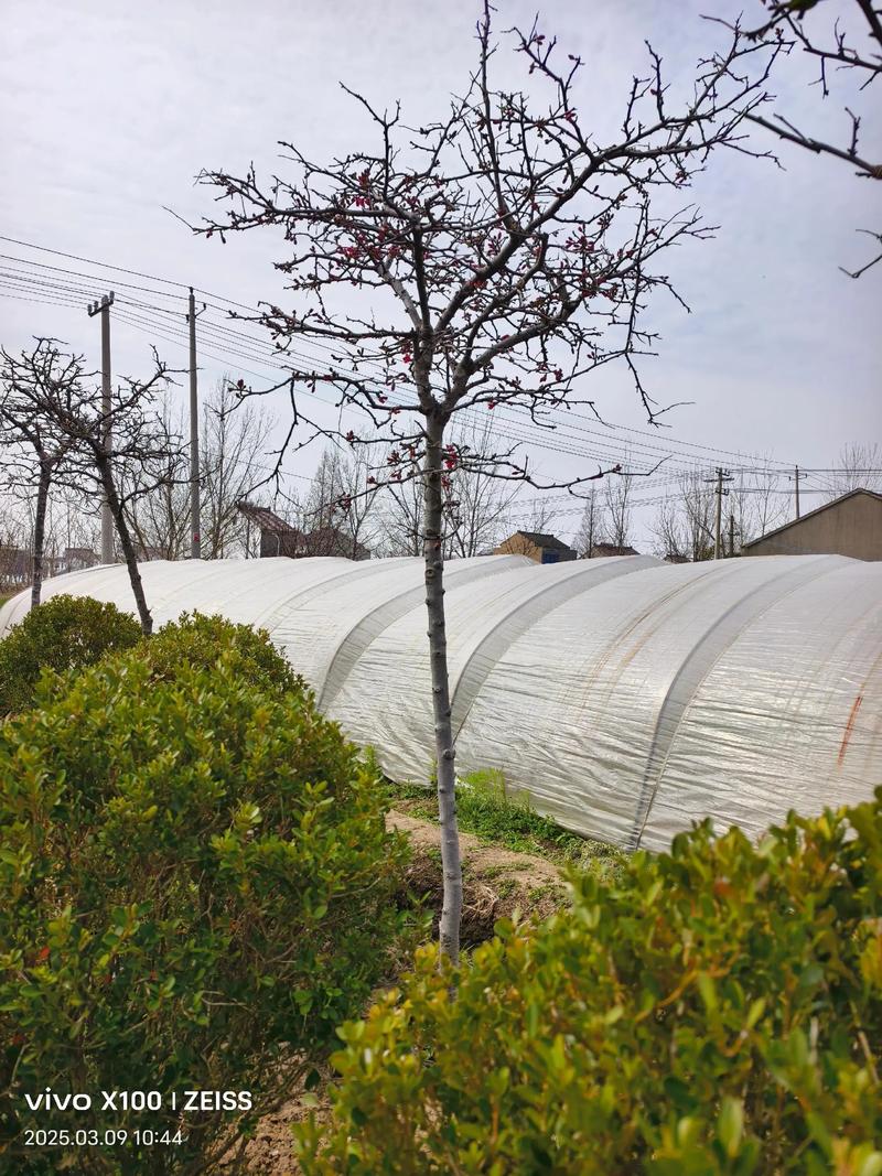 盆栽贴梗海棠浇水怎么浇?-第3张图片-吾爱花网 盆栽贴梗海棠浇水怎么浇?-第3张图片-吾爱花网