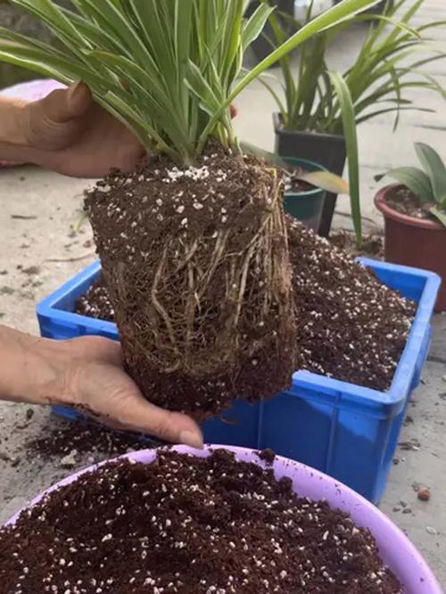 植物盆栽土壤要填满吗-第3张图片-吾爱花网