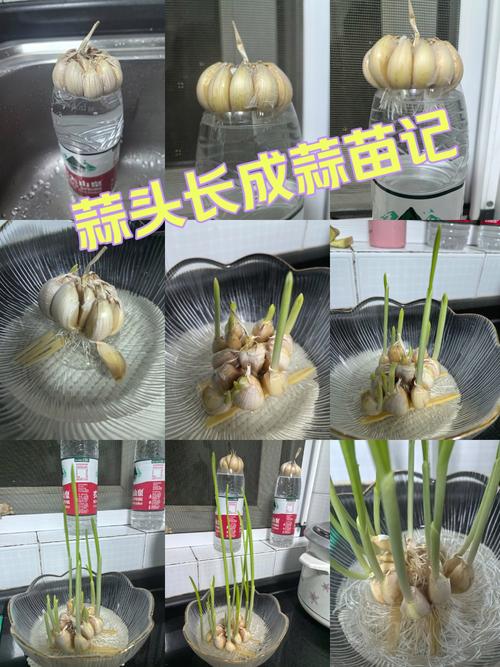 大蒜盆栽怎么种？图片步骤详解来了！-第1张图片-吾爱花网