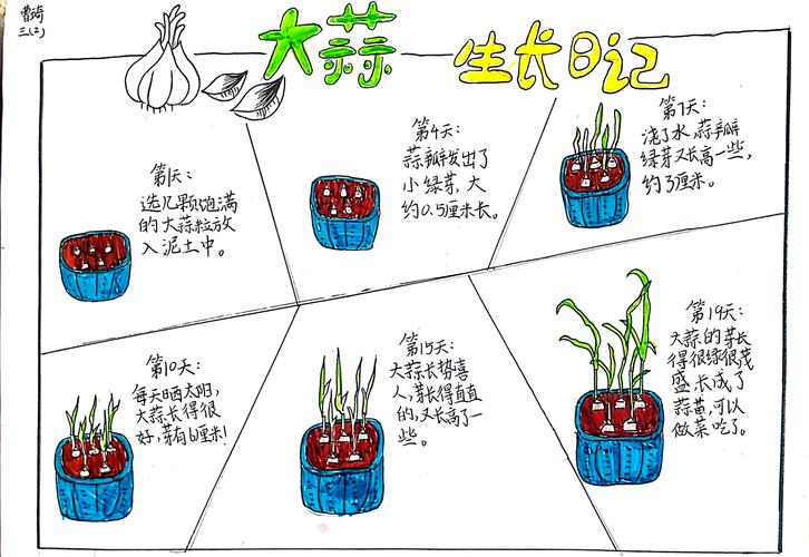 大蒜盆栽怎么种？图片步骤详解来了！-第2张图片-吾爱花网