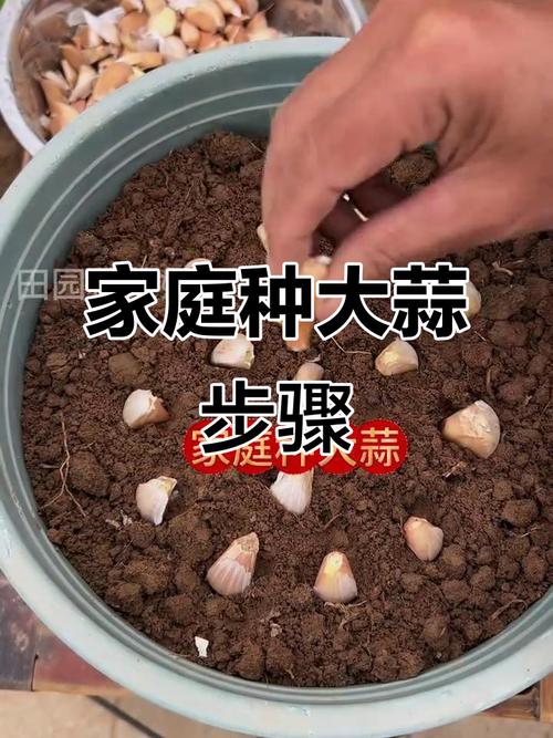 大蒜盆栽怎么种？图片步骤详解来了！-第3张图片-吾爱花网