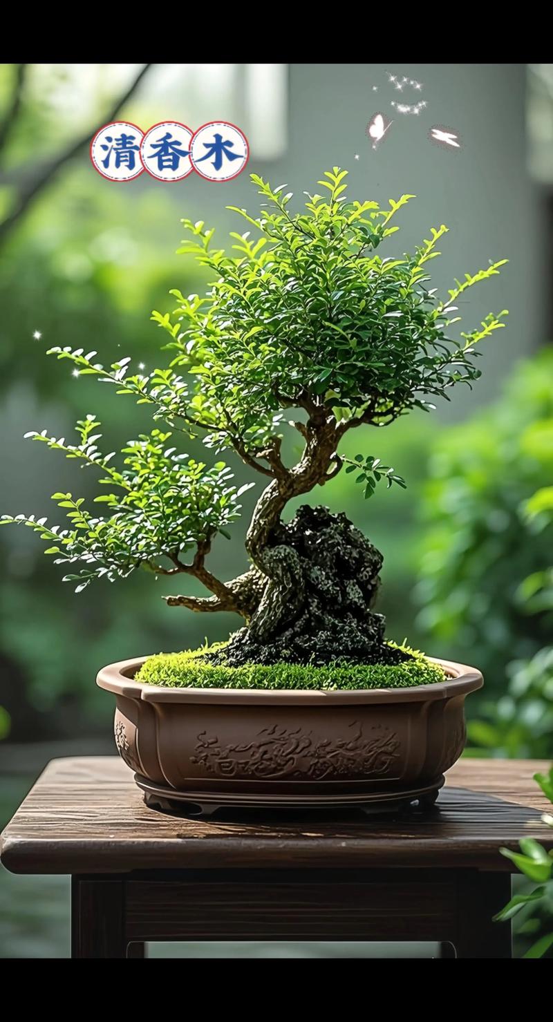 哪里买花卉盆栽最便宜？-第2张图片-吾爱花网