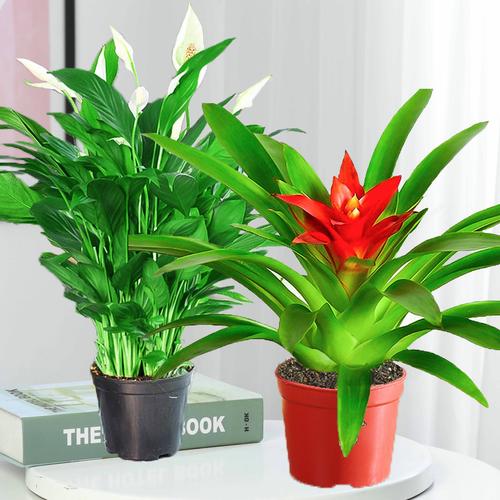 室内水培植物怎么选？-第1张图片-吾爱花网