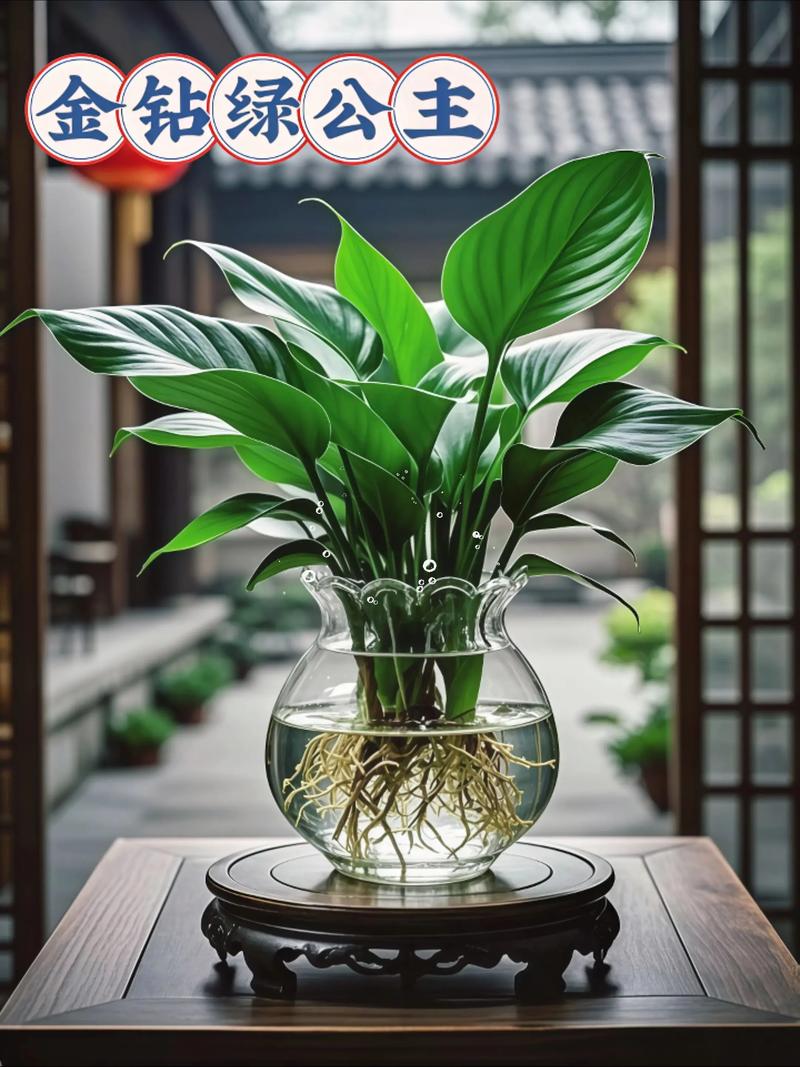 室内水培植物怎么选？-第2张图片-吾爱花网