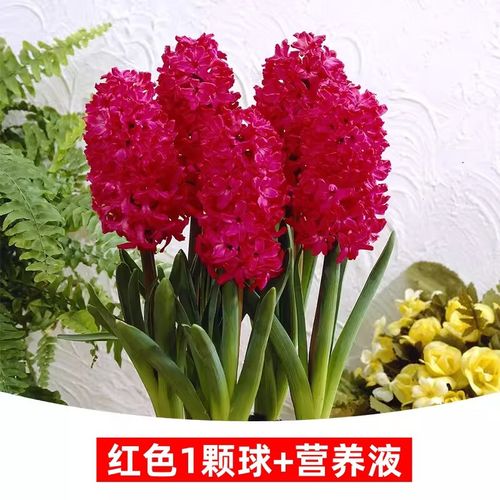 水培花卉营养液为何是红色的？-第1张图片-吾爱花网