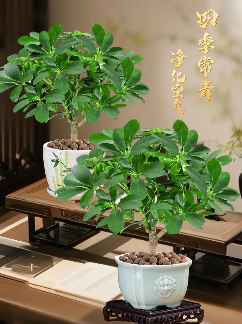 哪些药用植物适合家庭盆栽？-第2张图片-吾爱花网