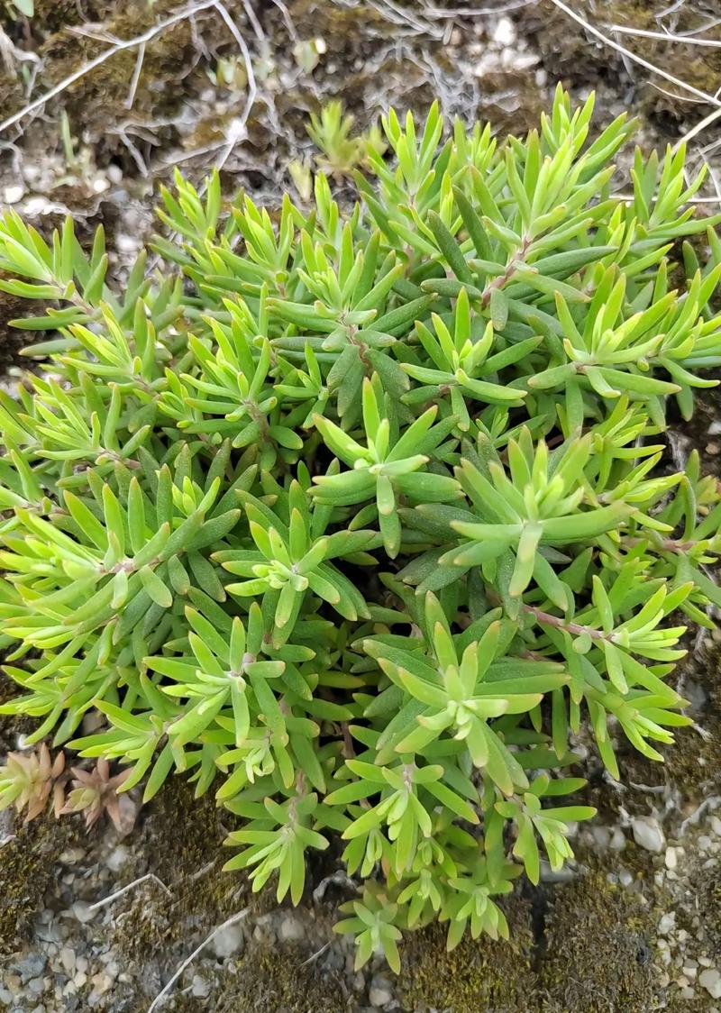 哪些药用植物适合家庭盆栽？-第1张图片-吾爱花网