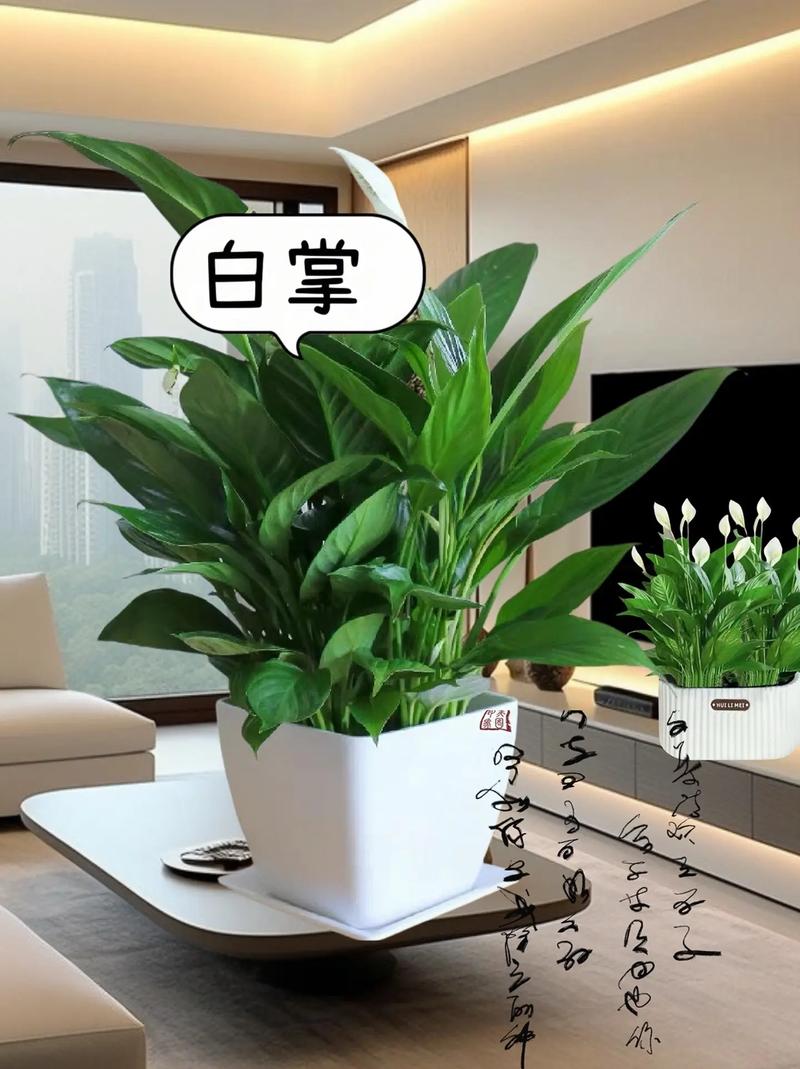 水培白掌能用缓释肥吗？-第1张图片-吾爱花网