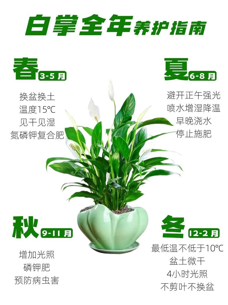 水培白掌能用缓释肥吗？-第2张图片-吾爱花网