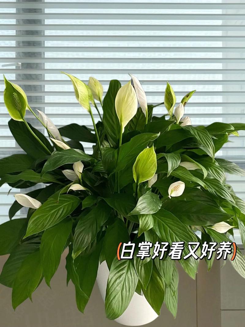 水培白掌能用缓释肥吗？-第3张图片-吾爱花网