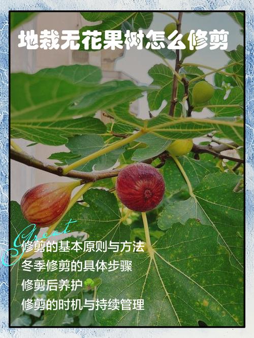 盆栽无花果的修剪图解-第1张图片-吾爱花网 盆栽无花果的修剪图解-第1张图片-吾爱花网