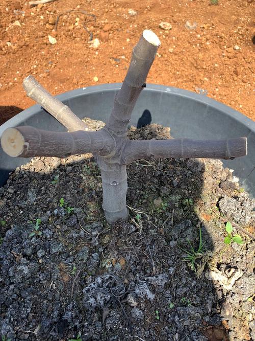 盆栽无花果的修剪图解-第2张图片-吾爱花网 盆栽无花果的修剪图解-第2张图片-吾爱花网