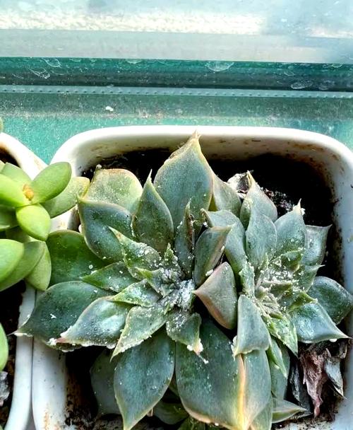 多肉虫害图片，如何识别与防治？-第2张图片-吾爱花网