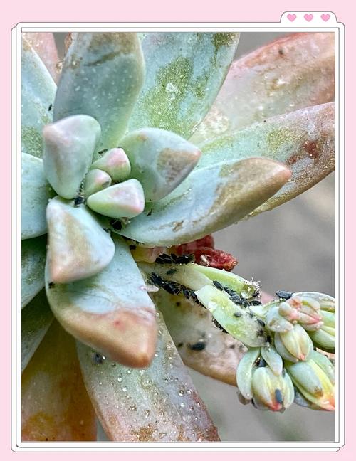 多肉虫害图片，如何识别与防治？-第3张图片-吾爱花网