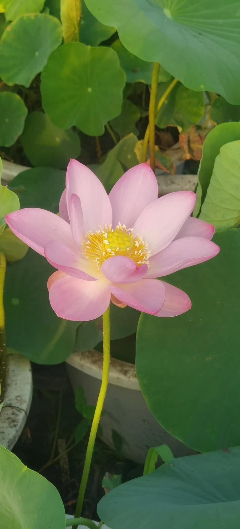 长春水培花卉去哪进货-第2张图片-吾爱花网