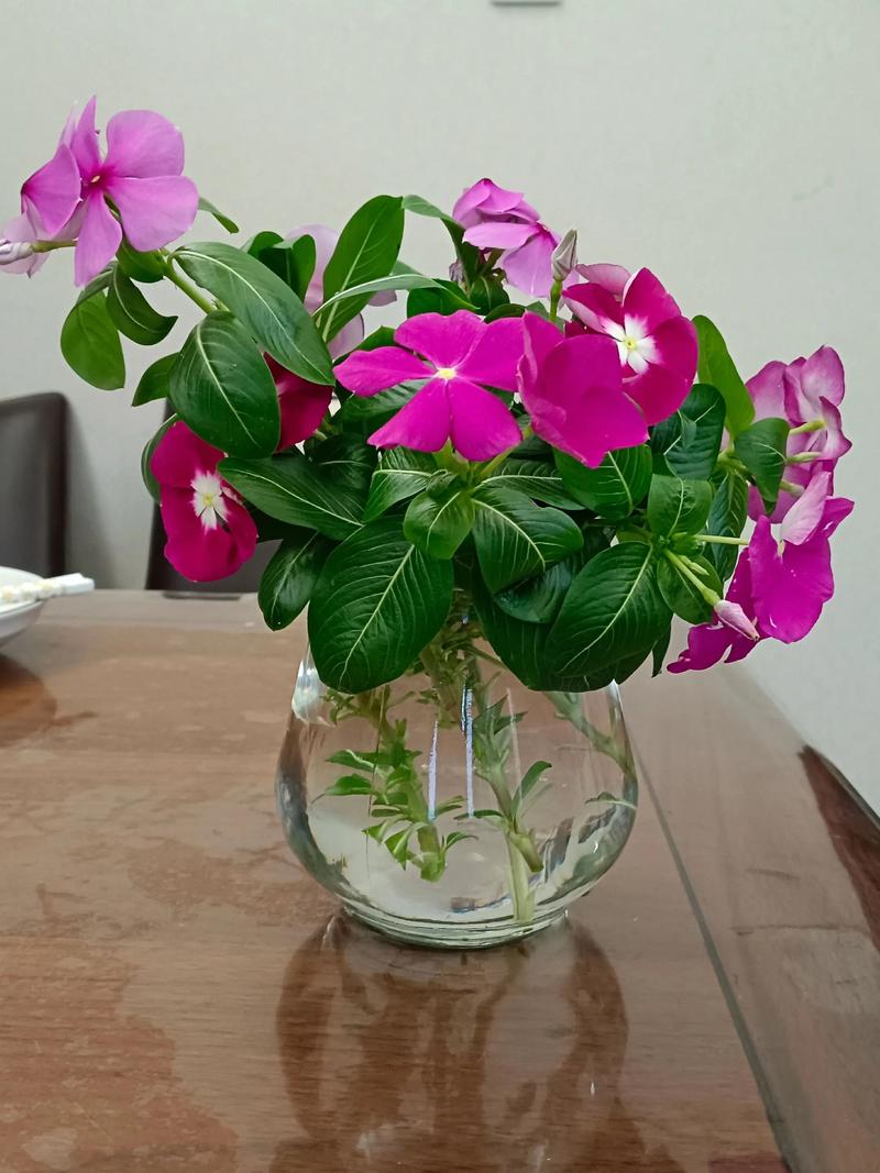 长春水培花卉去哪进货-第1张图片-吾爱花网