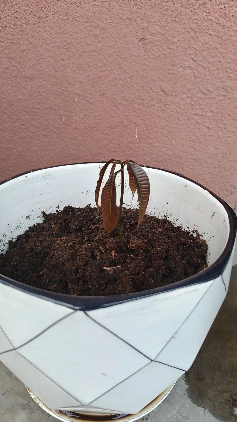 自制芒果盆栽，种子到结果怎么种？-第2张图片-吾爱花网