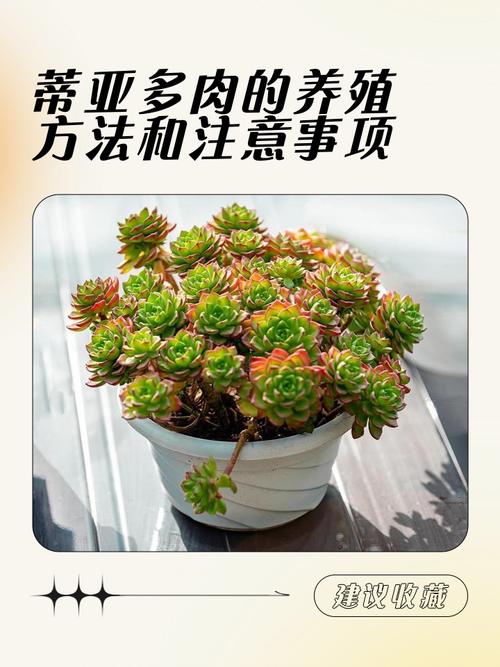 多肉植物寓意吉祥吗?-第3张图片-吾爱花网 多肉植物寓意吉祥吗?-第3张图片-吾爱花网