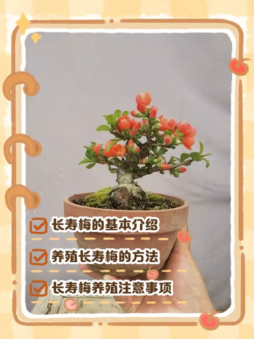 梅花盆栽如何判断是否成活?-第2张图片-吾爱花网 梅花盆栽如何判断是否成活?-第2张图片-吾爱花网