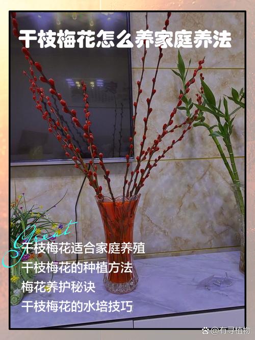 梅花盆栽如何判断是否成活?-第3张图片-吾爱花网 梅花盆栽如何判断是否成活?-第3张图片-吾爱花网