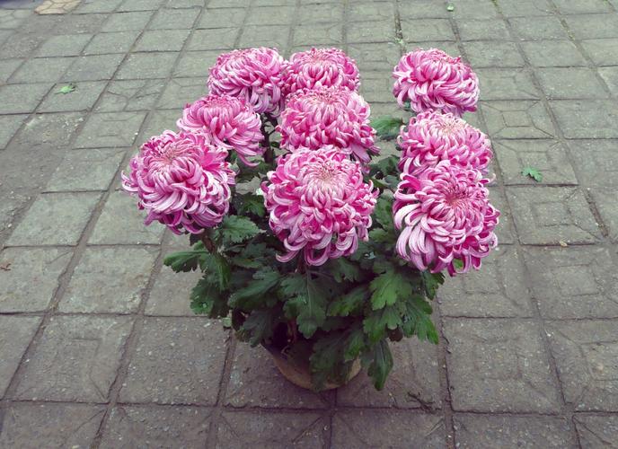 昆明盆栽菊花基地批发，哪里能买到？-第3张图片-吾爱花网