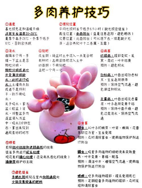 秋天北方多肉几天浇一次水？-第3张图片-吾爱花网
