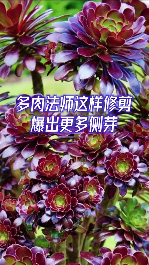 多肉植物修剪技巧有哪些?-第1张图片-吾爱花网 多肉植物修剪技巧有哪些?-第1张图片-吾爱花网