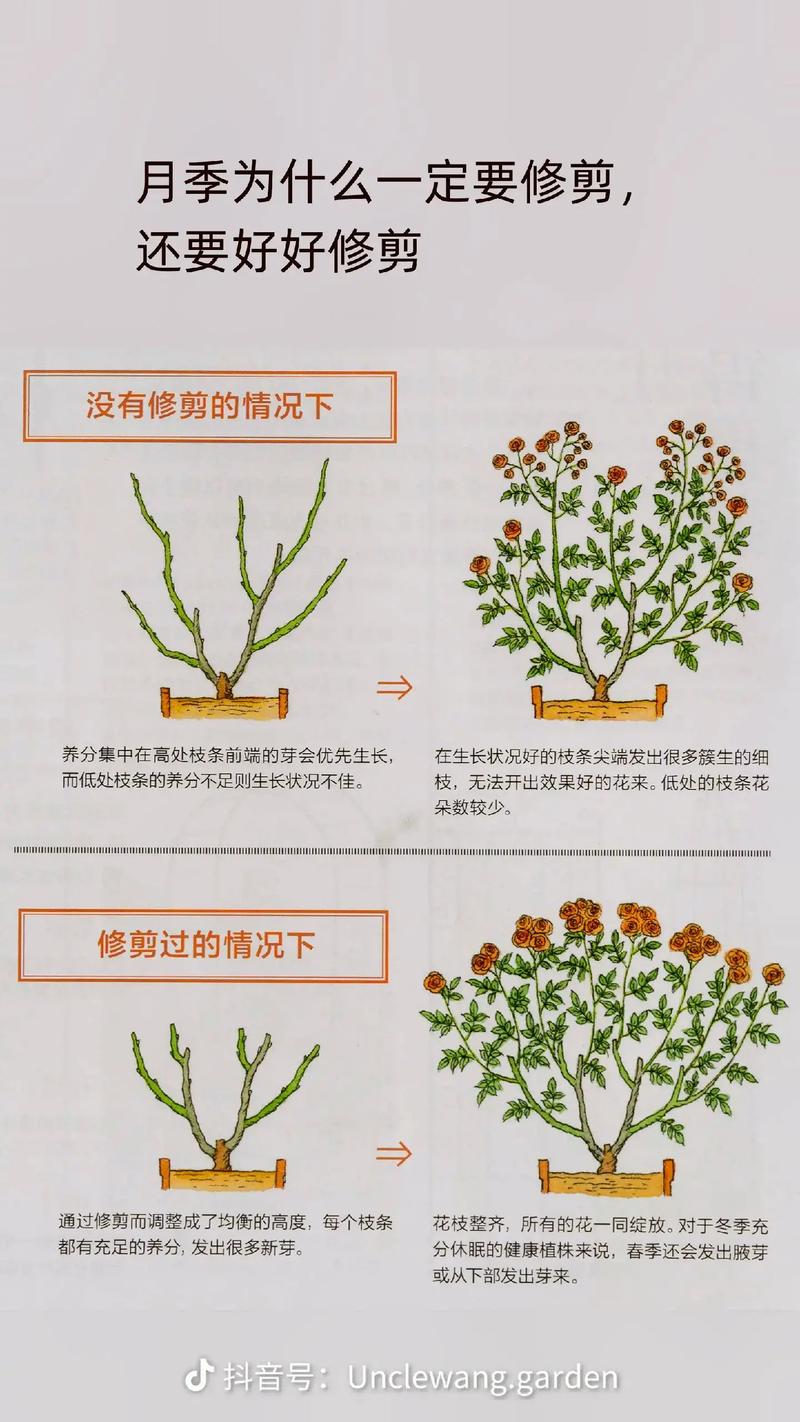 多肉植物修剪技巧有哪些?-第2张图片-吾爱花网 多肉植物修剪技巧有哪些?-第2张图片-吾爱花网
