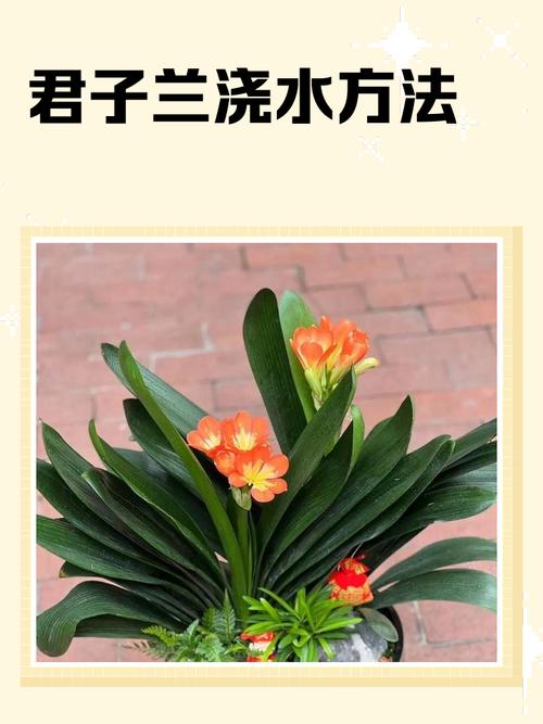 水培君子兰怎么养才能开花？-第1张图片-吾爱花网