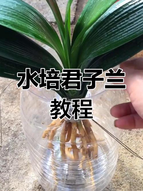 水培君子兰怎么养才能开花？-第2张图片-吾爱花网