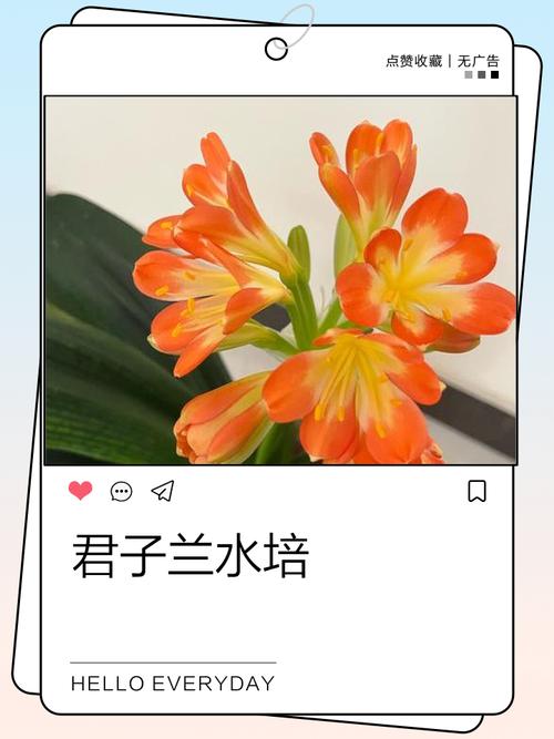 水培君子兰怎么养才能开花？-第3张图片-吾爱花网