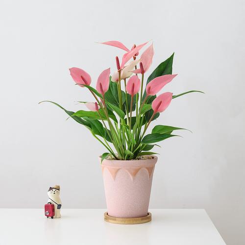 家庭盆栽花卉大全图片有哪些常见品种?-第2张图片-吾爱花网 家庭盆栽花卉大全图片有哪些常见品种?-第2张图片-吾爱花网