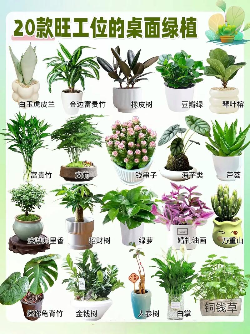 盆栽花图片和花名大全有哪些常见品种?-第2张图片-吾爱花网 盆栽花图片和花名大全有哪些常见品种?-第2张图片-吾爱花网