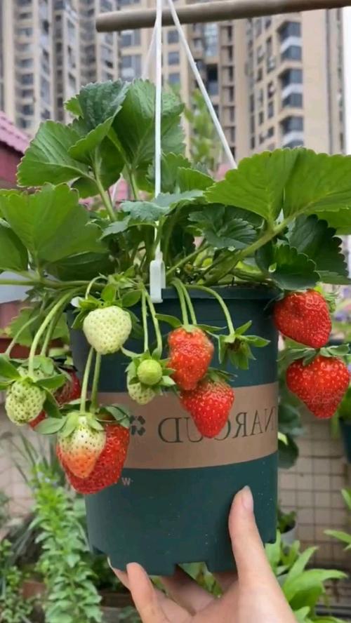 草莓盆栽什么品种最合适？-第2张图片-吾爱花网