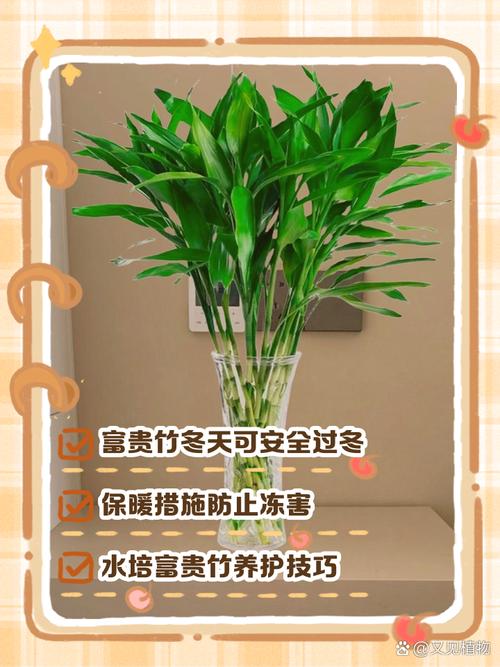 富贵竹水培玻璃瓶怎么养护？-第2张图片-吾爱花网