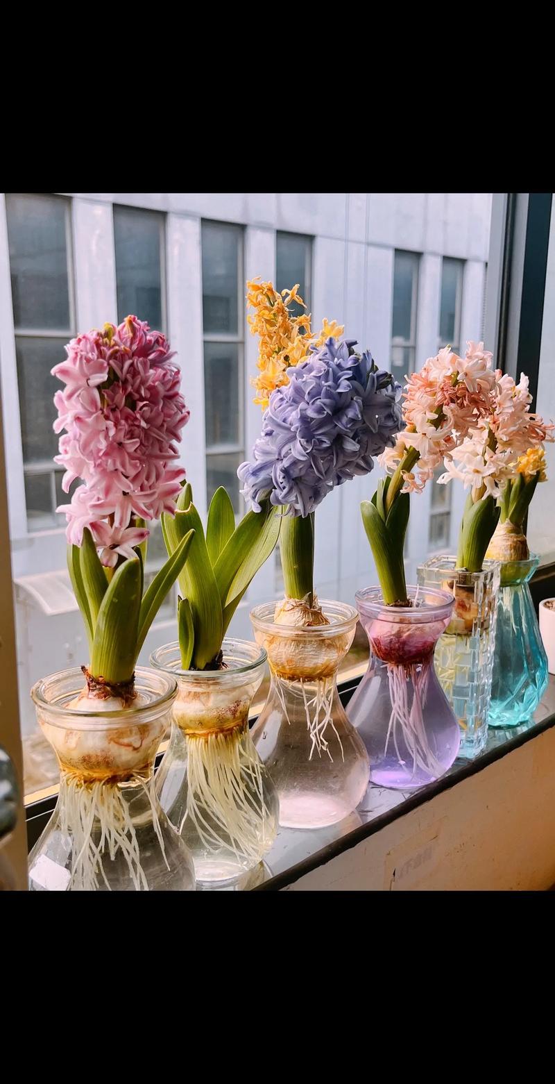 哪些花既能水培又能土培?-第1张图片-吾爱花网 哪些花既能水培又能土培?-第1张图片-吾爱花网