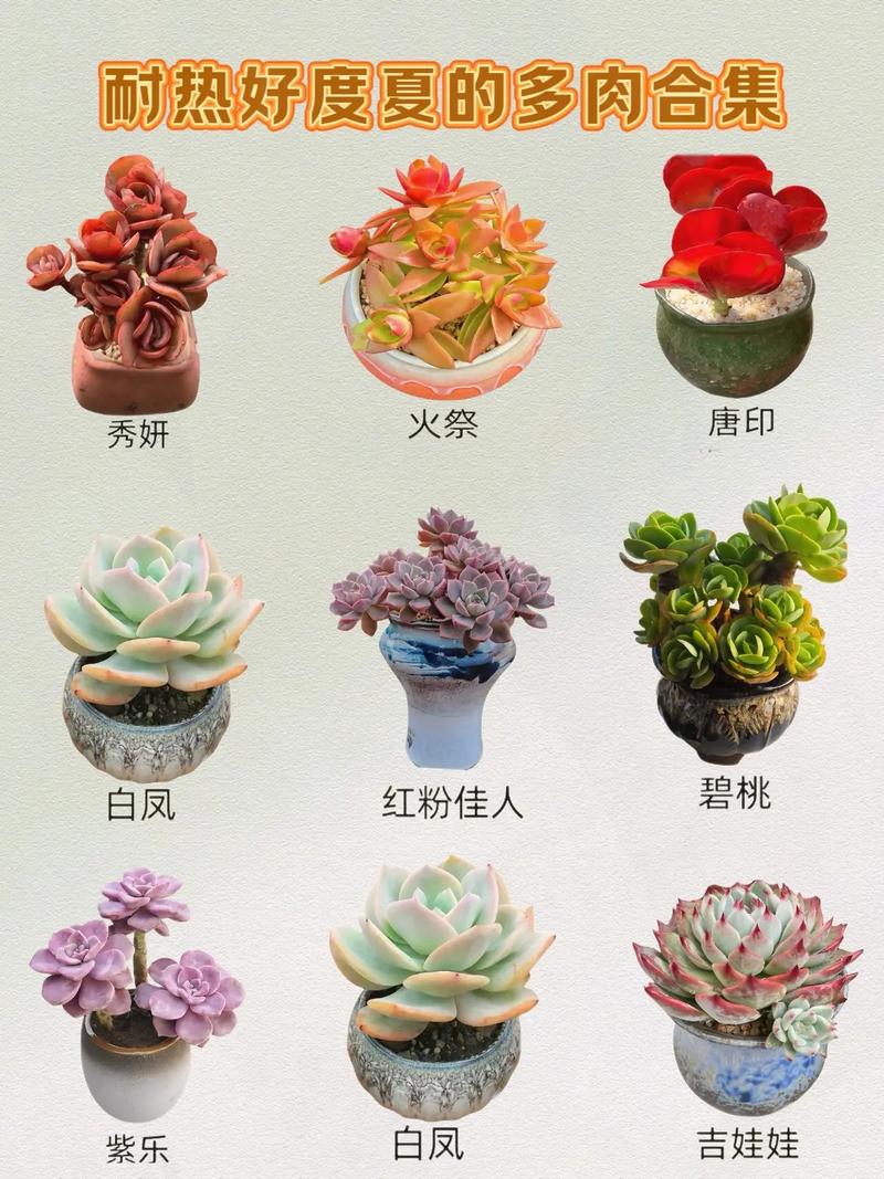 多肉植物颜色到底有多少种?-第1张图片-吾爱花网 多肉植物颜色到底有多少种?-第1张图片-吾爱花网