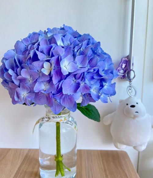 冬天水培绣球花能活吗？-第1张图片-吾爱花网