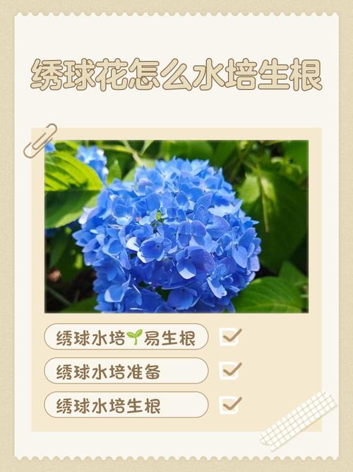 冬天水培绣球花能活吗？-第3张图片-吾爱花网