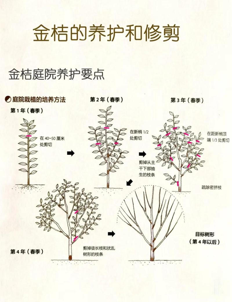 盆栽金桔修剪枝条有哪些技巧？-第1张图片-吾爱花网