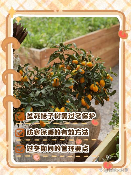 冬天桔子树盆栽怎么养护过冬？-第1张图片-吾爱花网
