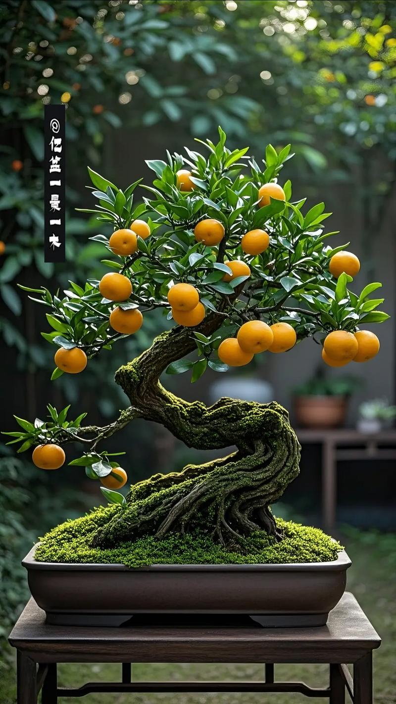 冬天桔子树盆栽怎么养护过冬？-第3张图片-吾爱花网