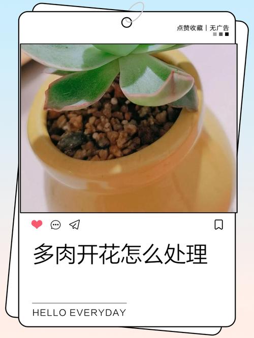 多肉开花后要怎么养护?-第1张图片-吾爱花网 多肉开花后要怎么养护?-第1张图片-吾爱花网