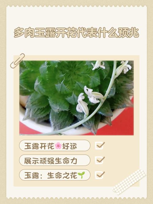 多肉开花后要怎么养护?-第3张图片-吾爱花网 多肉开花后要怎么养护?-第3张图片-吾爱花网