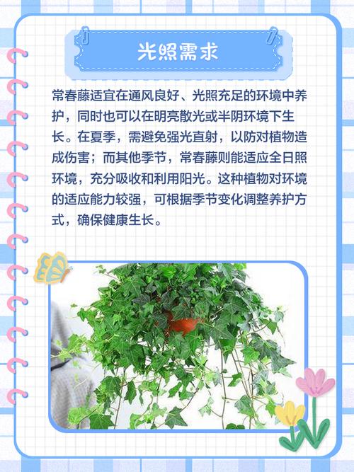 常青藤水培方法图片，怎么操作？-第2张图片-吾爱花网