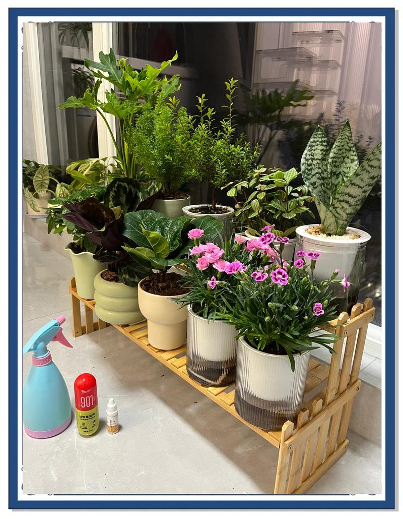 盆栽茑萝春季如何养护管理？-第1张图片-吾爱花网