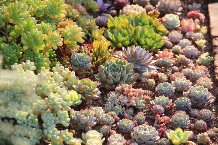 多肉花卉适合什么样的土壤？-第1张图片-吾爱花网