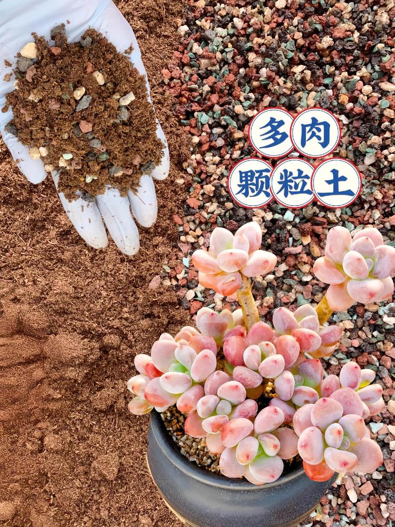 多肉花卉适合什么样的土壤？-第2张图片-吾爱花网