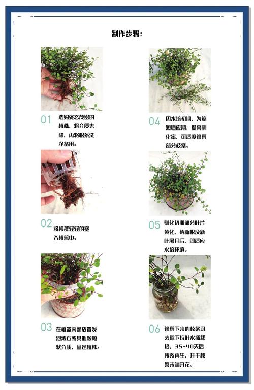 水培花卉技术怎么学?关键步骤有哪些?-第1张图片-吾爱花网 水培花卉技术怎么学?关键步骤有哪些?-第1张图片-吾爱花网