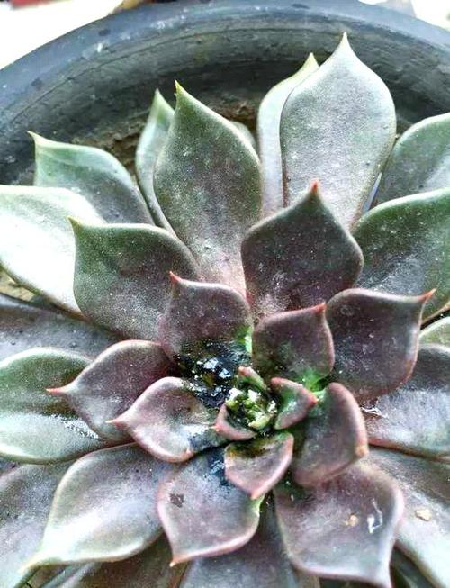 多肉夏天叶子枯黄怎么办?-第1张图片-吾爱花网 多肉夏天叶子枯黄怎么办?-第1张图片-吾爱花网